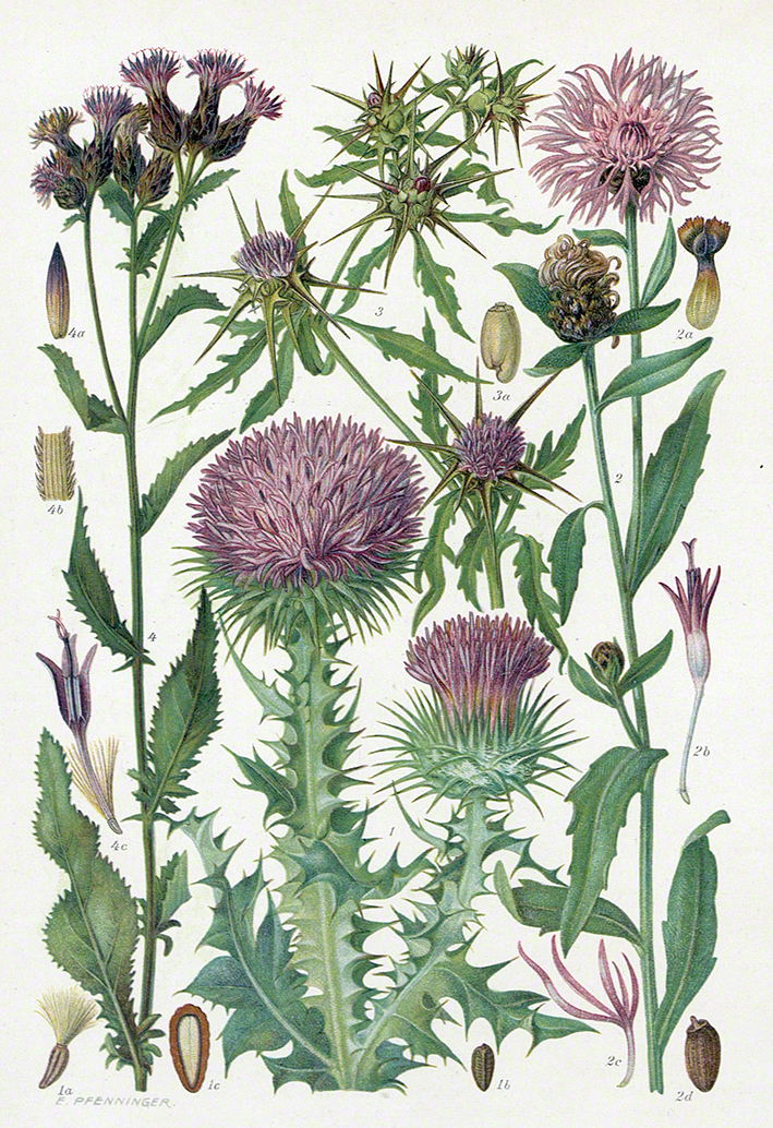 Centaurea